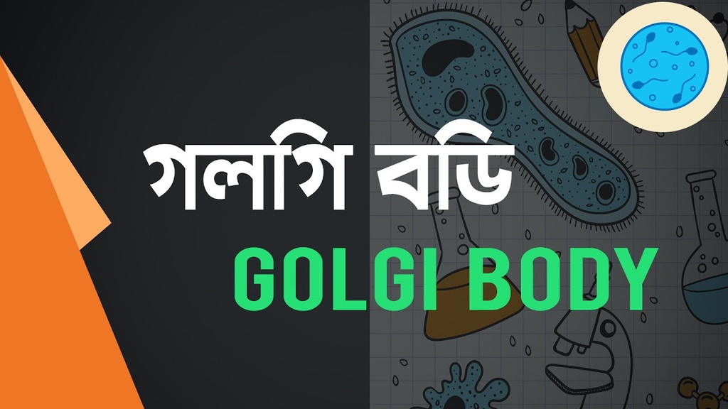 Golgi Body